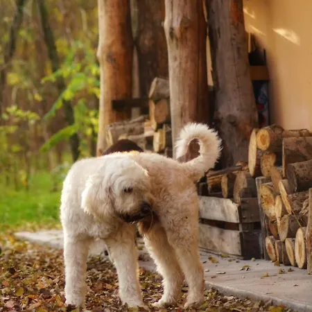 Varazslakos Tanya Soltvadkert